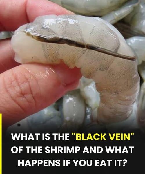 What happens if you eat the black vein in a shrimp’s tail?