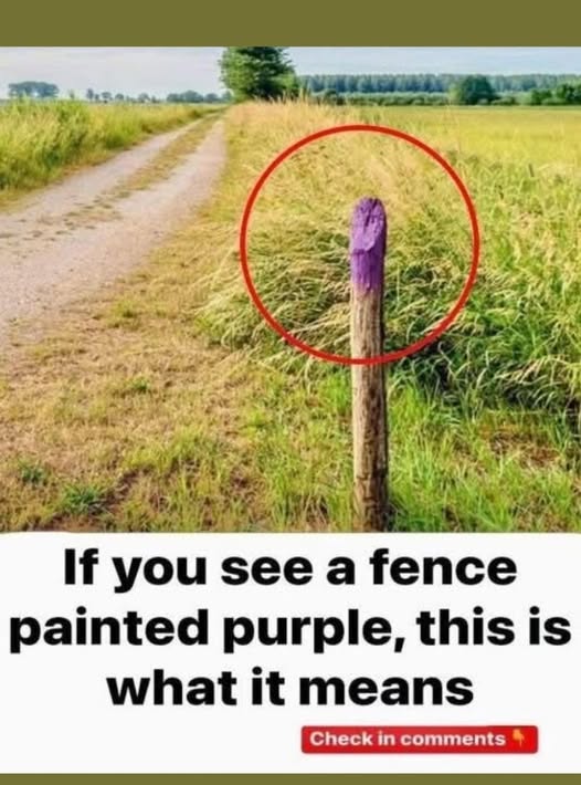 If You See a Painted Purple Fence, This Is What It Means