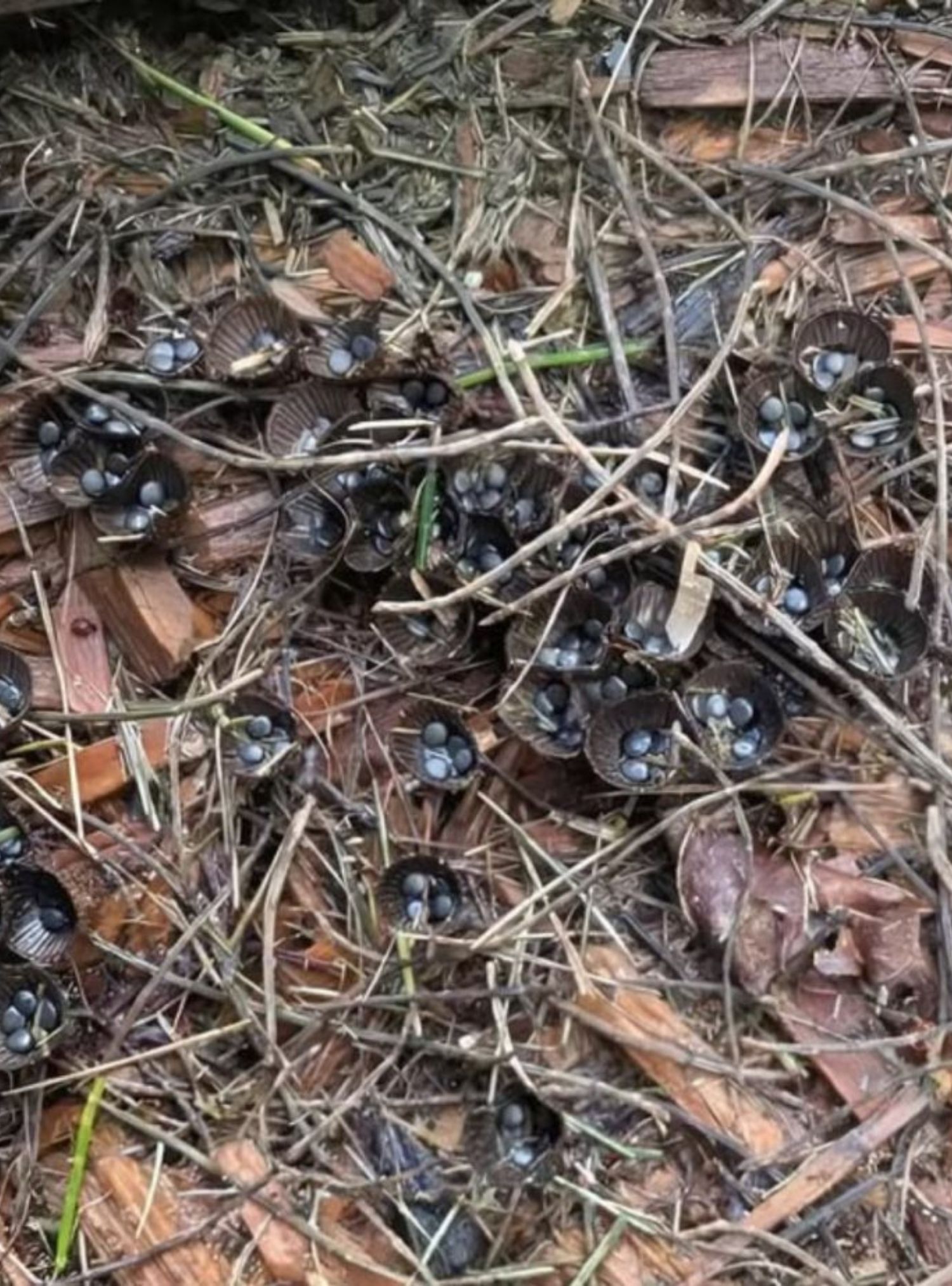 We Spotted Something Unusual in a Friend’s Garden—and Discovering What It Was Truly Surprised Us